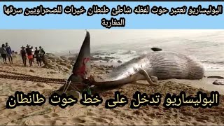 قمة المهزلة/البوليساريو تعتبر حوت لفظه البحر في طانطان خيرات من الله للصحراويين سرقها منهم المغاربة