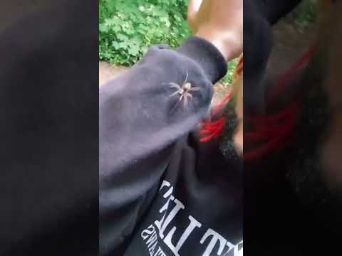 Video: Machen Jägerspinnen Netze?