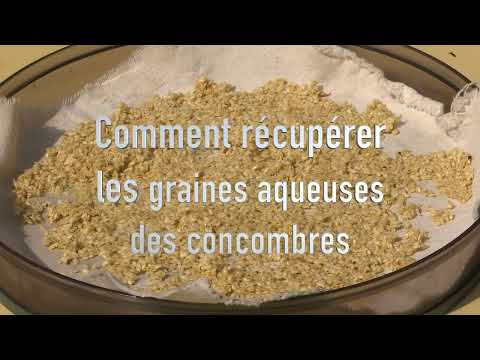Vidéo: Conservation des graines de concombre - Comment récolter les graines de concombre
