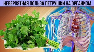 ОЧЕНЬ веские причины Есть Петрушку Каждый день Невероятная Польза петрушки для Организма человека