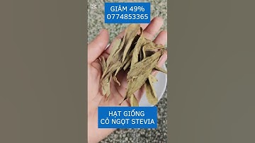 Hạt giống cỏ ngọt Stevia 2