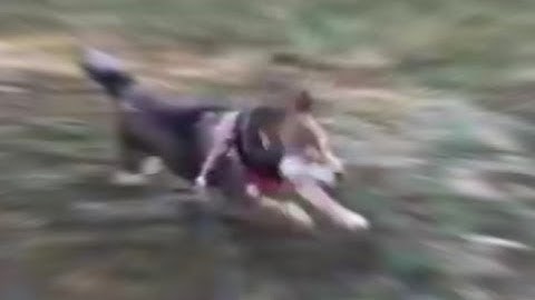 SHIBE RUNNING AT INCREDIBLY HIHG SPEED!!