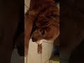 Golden Retriver comiendo jicama