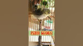 masteran pleci mudah di ditiru pleci bahan