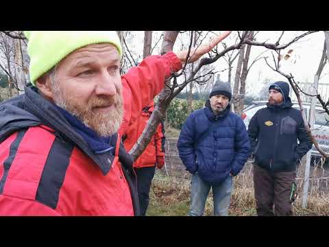 Видео: Как да присадите Mayhaw дърво: Научете за методите за присаждане на Mayhaw