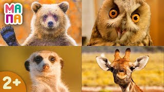 Как говорят животные / Развивающие мультики для самых маленьких / ВИКТОРИНА для детей от 1 / ЧАСТЬ 2 Как говорят животные / Развивающие мультики для самых маленьких / ВИКТОРИНА для детей от 1 / ЧАСТЬ 2