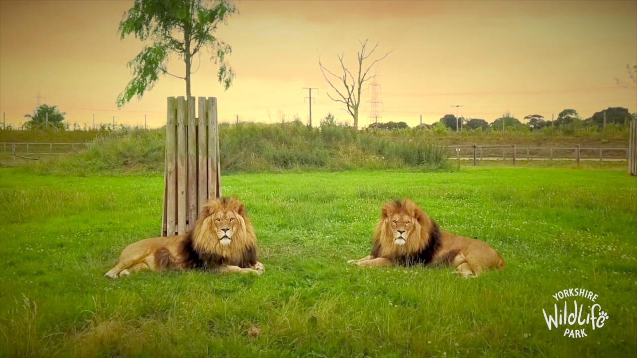 days out in. yorkshire Summer at Yorkshire Wildlife Park