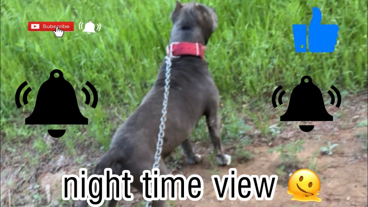 Spending time with my dog at night time🤝🔥!! YouTube