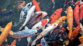 5 Ikan Pembawa Hoki Bagi Pemiliknya, Ikan Pembawa Keberuntungan