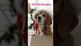 Christmas Music for Your Furry Friend #dog #calmmusic #relaxingmusic #trending #fypシ #shots #viral