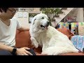 ルンルン雷が怖くて震える　Great Pyrenees　グレートピレニーズ