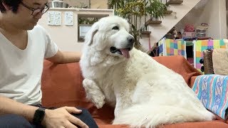 ルンルン雷が怖くて震える　Great Pyrenees　グレートピレニーズ