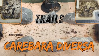 Download Lagu The Carebara Diversa Trails (Asian Marauder Ants) MP3