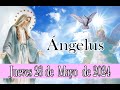 ANGELUS DE HOY JUEVES 23 DE MAYO DE 2024   ORACION DE MEDIO DIA