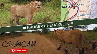 Lone Injured Young Vurhami Male Lion Searches Desperately for his Pride Members and Siblings