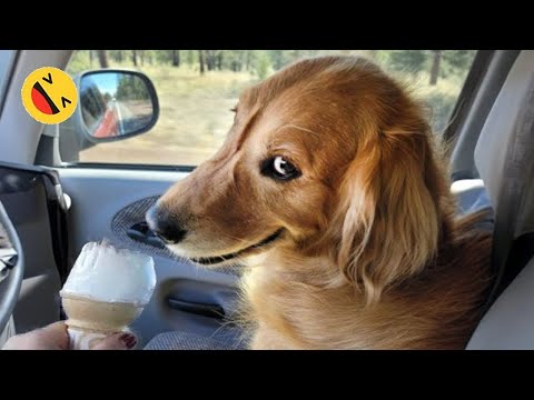 New Funny Animals 😂 Funniest Cats and Dogs Videos 😺🐶