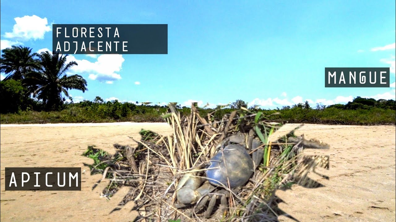 O Raro Habitat dos Guaiamuns