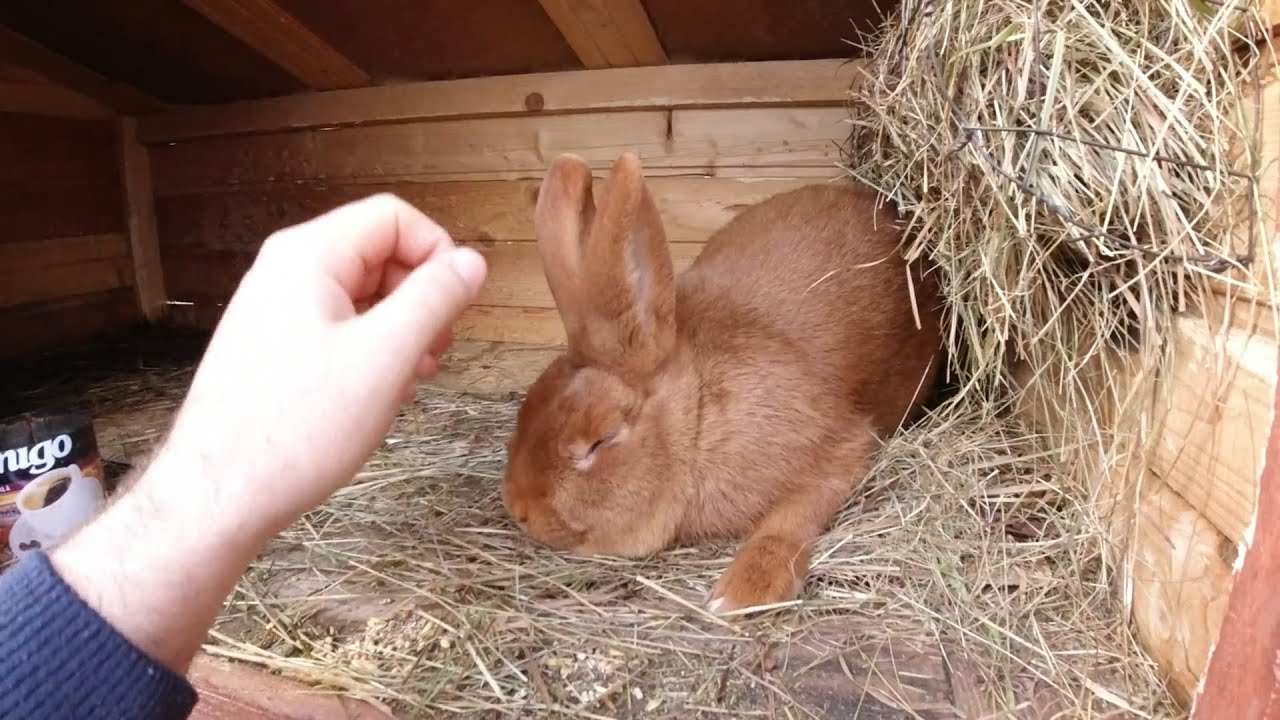 Cuib de neozeelandez rosu + niste porumbei !
