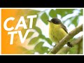 CAT TV - 20 Hour Bird Watching Video for Cats! (Birds + Rodents) 🐱 📺