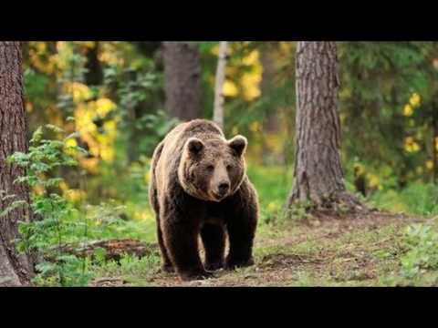 Ecosistema forestal | bosque templado