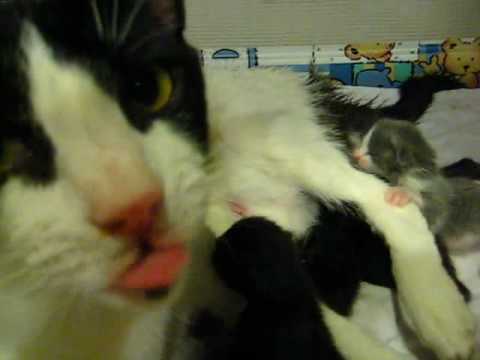 Della's Kittens