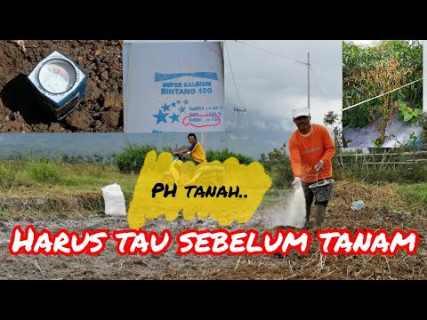 Video: Tanah Dan Perapi Tanah ZeoFlora Untuk Pertumbuhan Tanaman