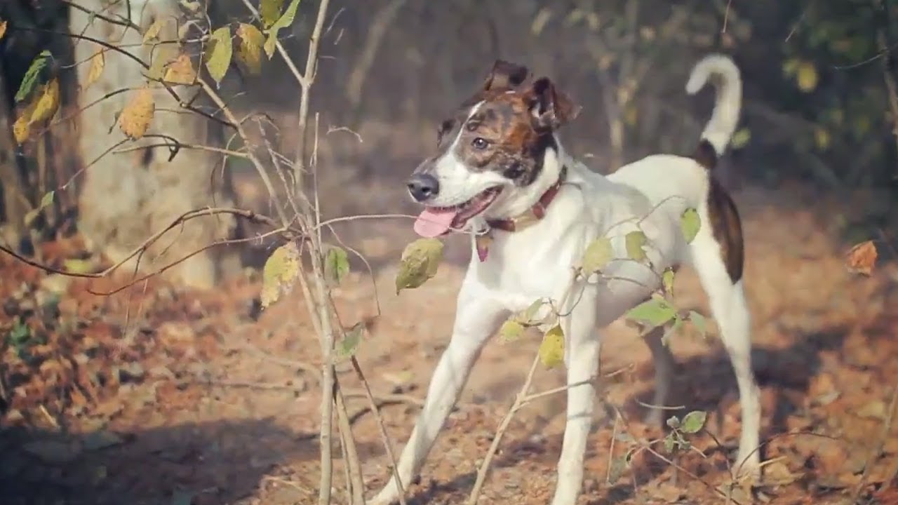 catahoula leopard dog whippet mix