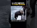 シャチから逃れるため 船に飛び乗った 母ラッコ