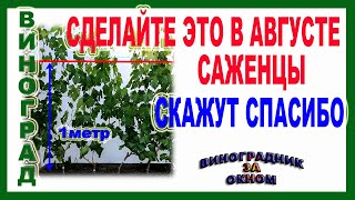 🍇 3 Совета. Обязательно сделайте это в авгуте. Как помочь саженцам винограда лучше вызреть.