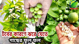 টবের কারণে ঝরে যেতে পারে গাছের ফুল ফল। How to Solution to falling flowers and fruits due to tubs