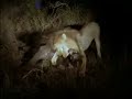 Male Lion Kills Buffalo Bull