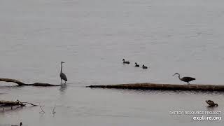 Mississippi River Flyway Cam. GBH caught a small fish - explore.org 06-25-2021