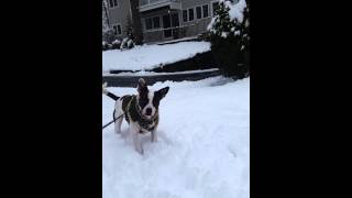 Maynard Plays In The Snow