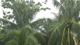 Sleeping in 5 Minutes / 🌧🌴Tropical Rain and Coconut Trees for 3 Hours / Study, Relax, Meditation Soothing Rainfall On Mango And Coconut Trees