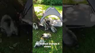 My mother and brothers and sisters #keeshond #funny #dog