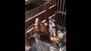 video lucu bebek ketawa ngakak