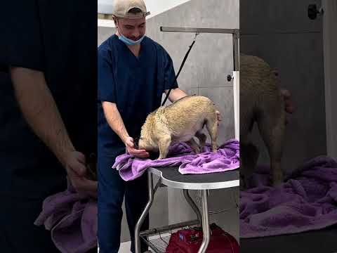 ИМЕНИННИК ГРУТ ПРАЗДНУЕТ ДР В ГРУМИНГ-САЛОНЕ #собаки #мопс #груминг #grooming #dogs #tbilisi #vlog