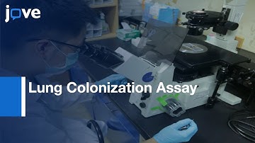 Circulating Tumor Cell Visualization by Lung Colonization Assay | Protocol Preview