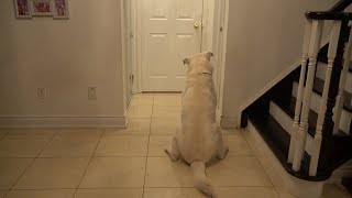 Labrador Reacts to Family Coming Home!!!