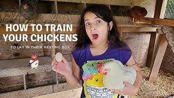 How to train your chicken to lay in nesting box