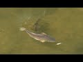 Wild Instinct Outdoors - SIGHT FISHING Redfish