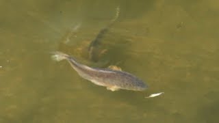 Wild Instinct Outdoors - SIGHT FISHING Redfish