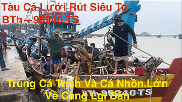 Tàu Cá Lưới Rút Siêu To-BTh.95240.TS.Trúng vài Tấn Cá Nhồn Về Cảng Lagi Bán Cá Tươi Xanh 