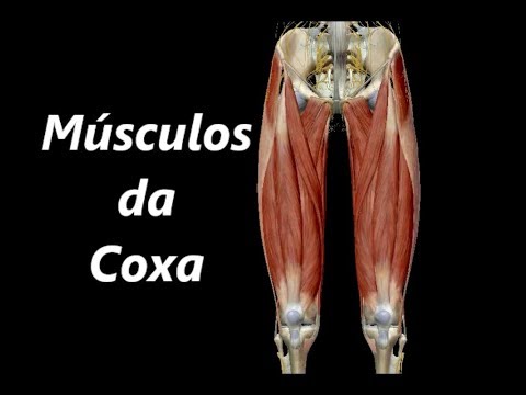 Vídeo: Anatomia Da Perna, Diagrama E Imagens - Mapas Do Corpo