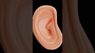 How we hear | এটা কি শুধুই Science নাকি আল্লাহর Miracle? ⚡👂 #Shorts