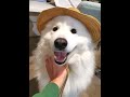 Samoyed goes to the dog park