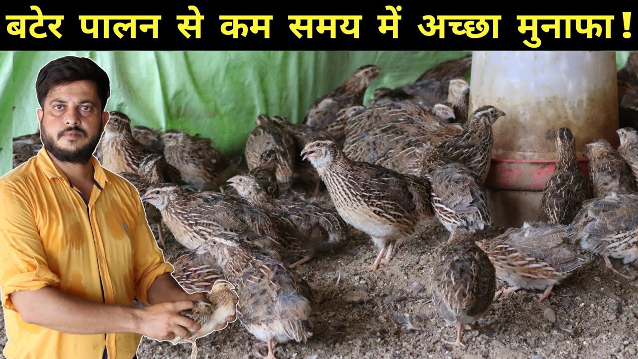          Quail Farming  Bater Palan  Bater Farming In India