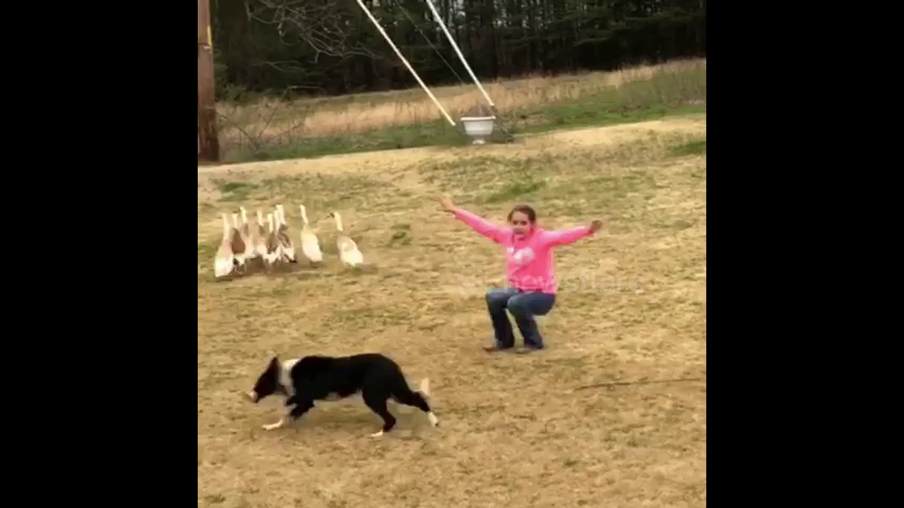 camera iphone 8 plus apk The Quack Pack USA Practice Obstacle Course
