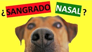 ¿Cómo Parar el Sangrado de Nariz En Perros? – TRATAMIENTO