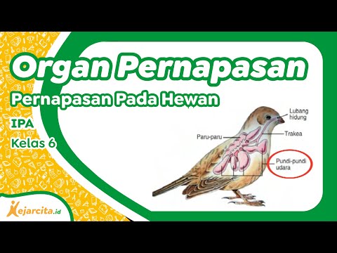 Video: Bagaimana Burung Bernafas